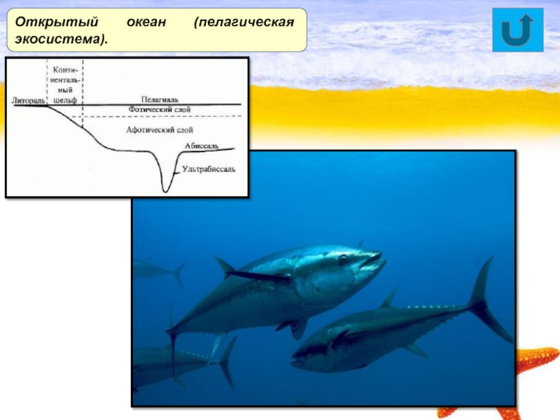 Морская экосистема презентация