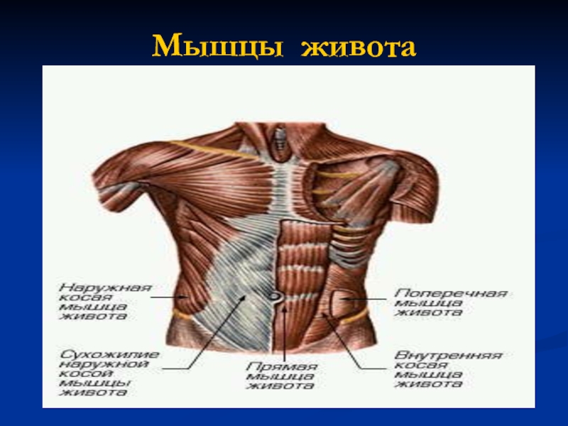 Мышцы живота схема