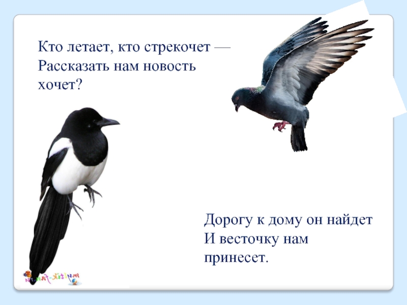 Кто летает кто стрекочет. Стрекочет кто из птиц. Кто стрекочет из животных и птиц. Кто стрекочет из птиц название.