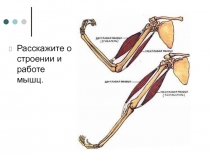 Расскажите о строении и работе мышц