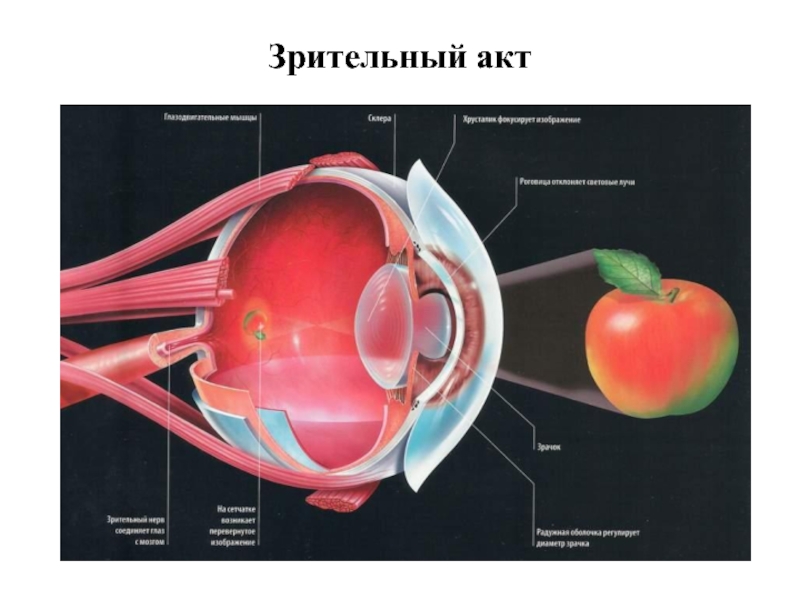 Изображение видимых предметов формируется на а роговице