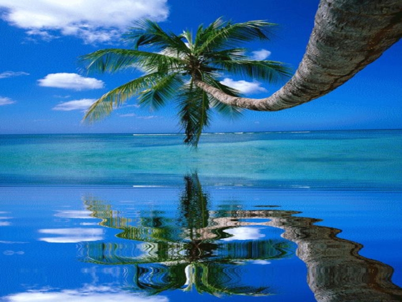 На песке растет густой тропический	 лес, а в центре острова находятся пресноводные озера, отделенные от моря песчаными