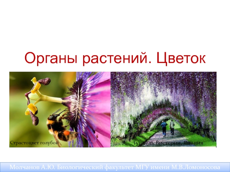 Презентация Органы растений. Цветок
