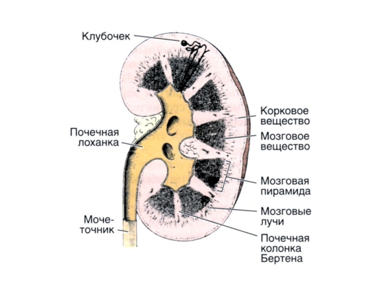 Почка гистология рисунок с подписями