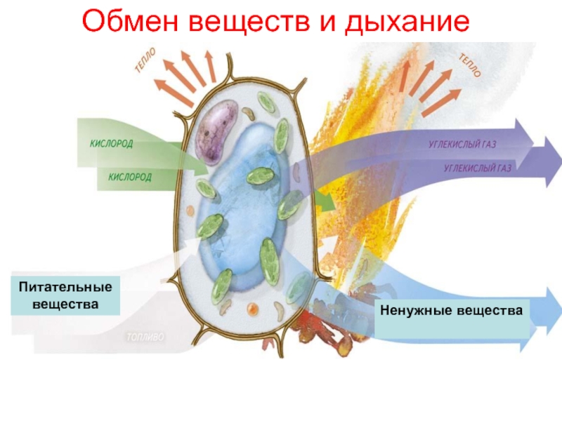 Клеточное дыхание рисунок