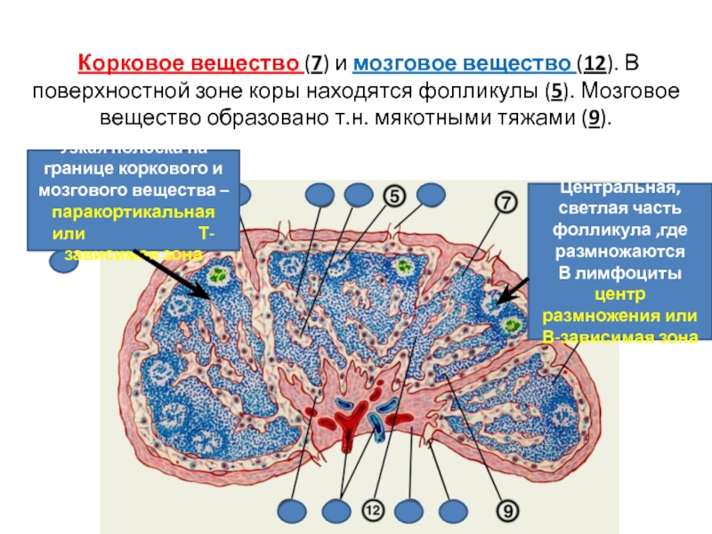 Мозговое вещество. Корковое и мозговое вещество. Корковое и мозговое вещество селезенки. Корковое вещество и мозговое вещество. Зоны коркового вещества.