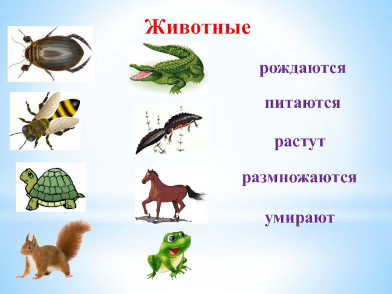 Познание животных