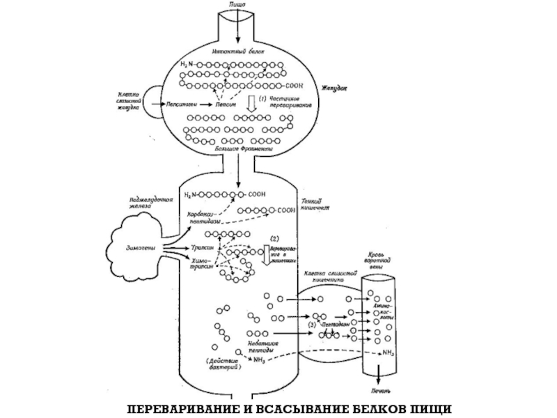 Схема переваривания крахмала