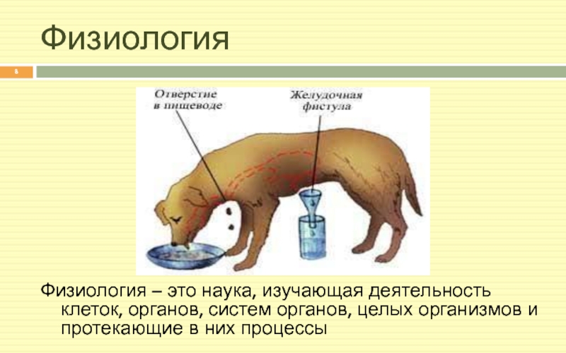 Наука которая изучает животных. Физиологические процессы животных. Физиология это наука о кратко. Зоология наука о животных. Науки зоологии.