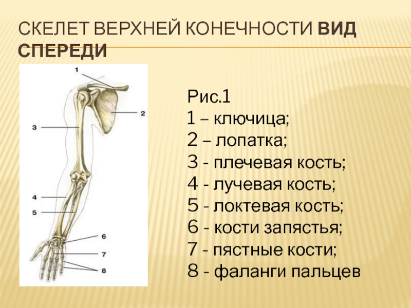 Строение плеча человека фото с описанием костей