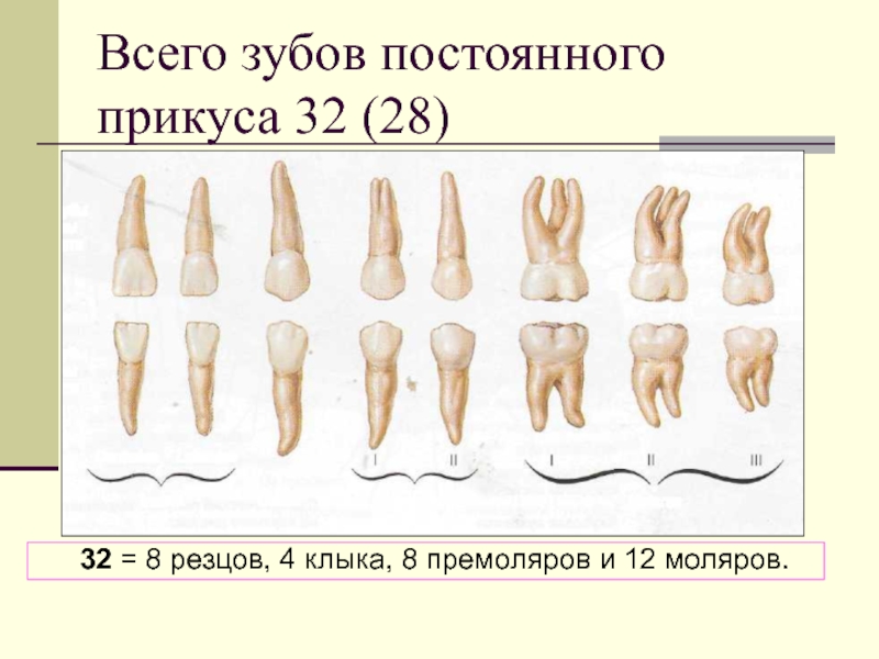 Презентация на тему анатомия зубов