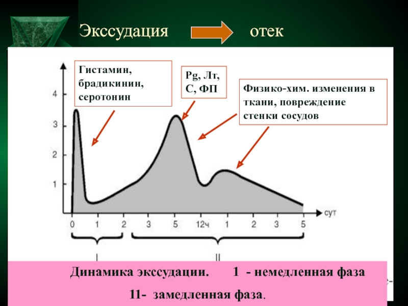 Какие процессы предшествуют экссудации см схему