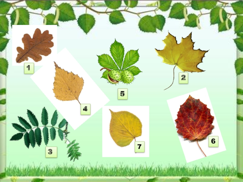 Листья первый класс. Листья 1 класс. Классы деревьев по листьям. Название листьев 1 класс. Листья деревьев в смешанном лесу.