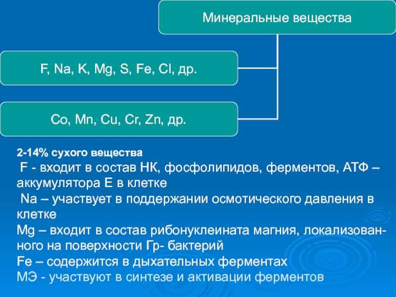 2-14% сухого вещества  F - входит в состав НК, фосфолипидов, ферментов, АТФ – аккумулятора Е в