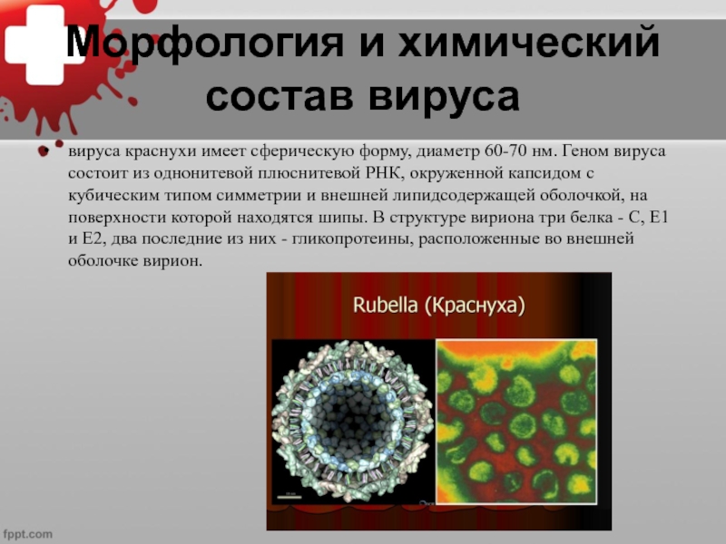 Вирус краснухи микробиология презентация