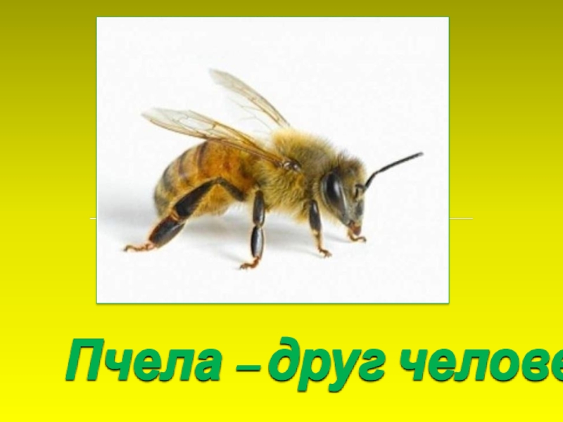 Презентация Пчела – друг человека!