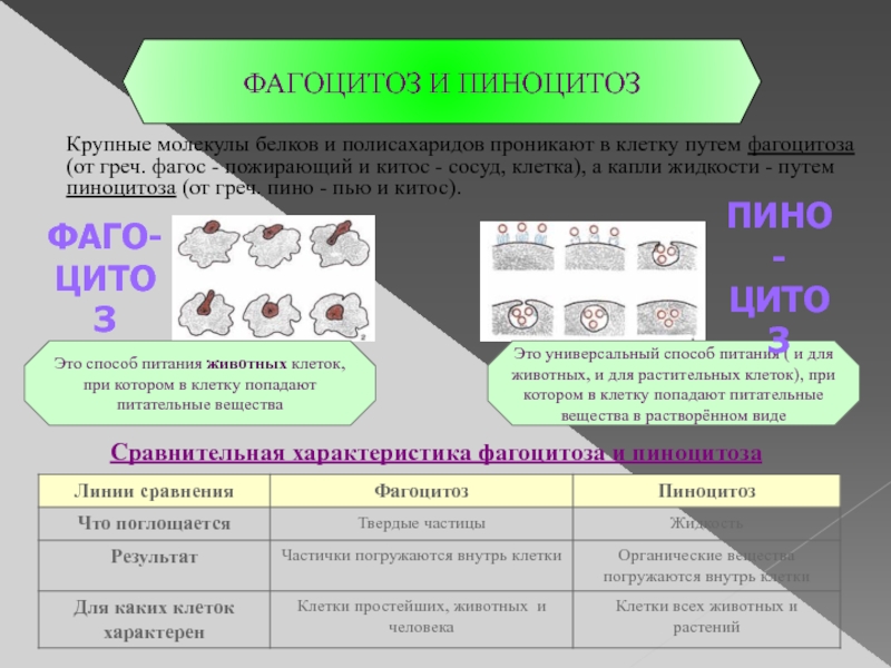 Процессы характерные для клетки. Питание клетки фагоцитоз и пиноцитоз. Сравнительная характеристика фагоцитоза и пиноцитоза. Характеристика фагоцитоза и пиноцитоза. Пиноцитоз и фагоцитоз таблица.