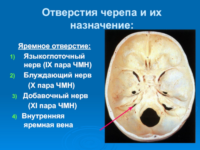 Яремное отверстие картинки