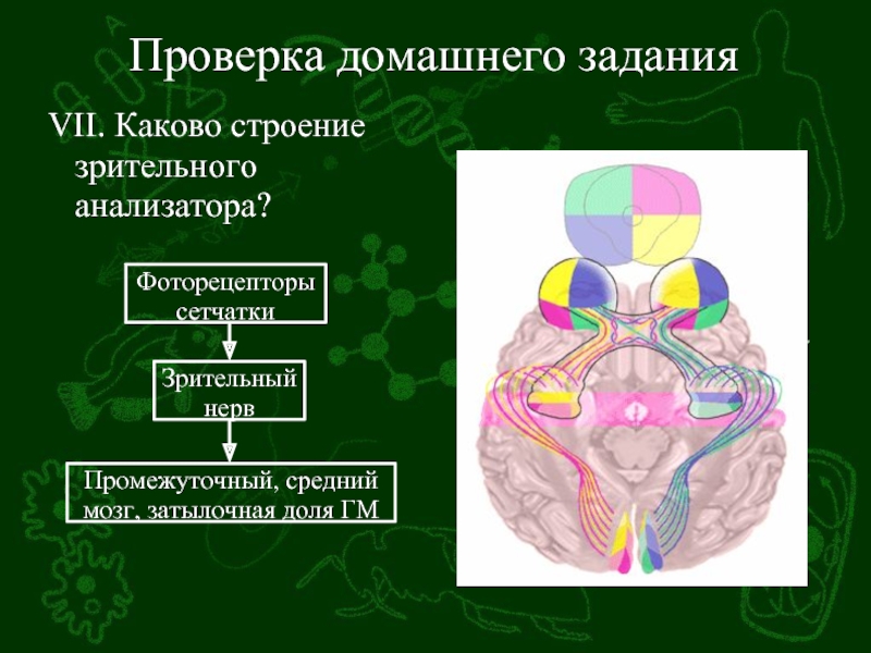 Презентация органы равновесия кожно мышечной чувствительности обоняния и вкуса