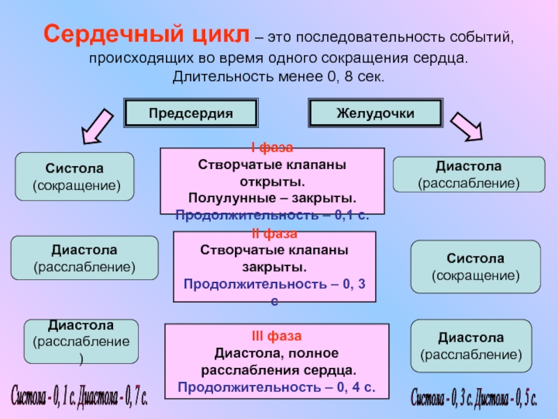 Сердечный цикл. Сердечный цикл полулунные клапаны. Последовательность сердечного цикла. Последовательность событий сердечного цикла.