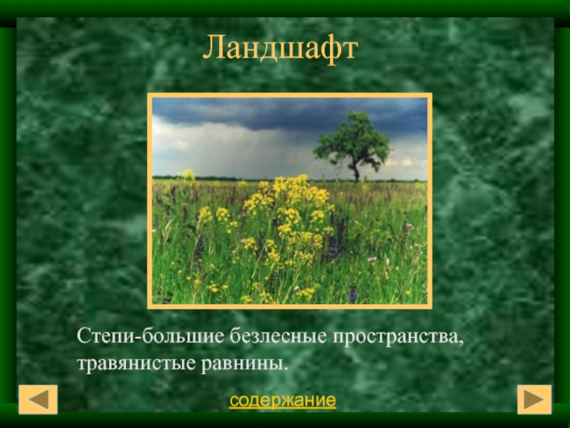 Статья холодная безлесная равнина. Степь это большие безлесные пространства,травянистые. Травянистые равнины 3. Проект травянистые равнины. Какие растения в травянистых равнинах.