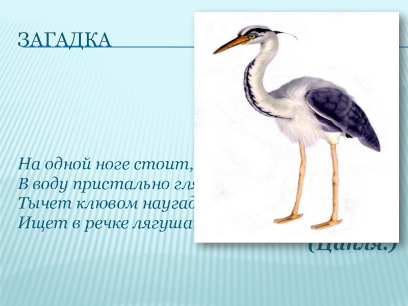 Журавль стоит на двух ногах. Загадка про цаплю. Цапля на одной ноге. Журавль на одной ноге. Цапля стоит на одной ноге.