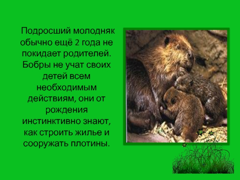 Бобр сообщение 4 класс окружающий мир. Доклад о бобре. Доклад о бобре 4 класс. Сообщение о бобрах. Презентация про Бобров.