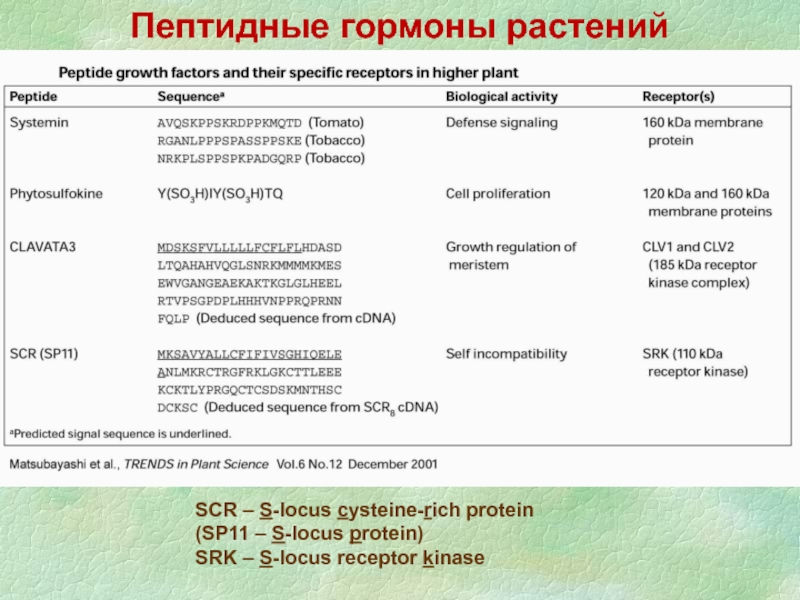 Пептидные гормоны. Пептидные гормоны растений. Гормоны растений. Рецепторы брассиностероидов. Киназы SCR.