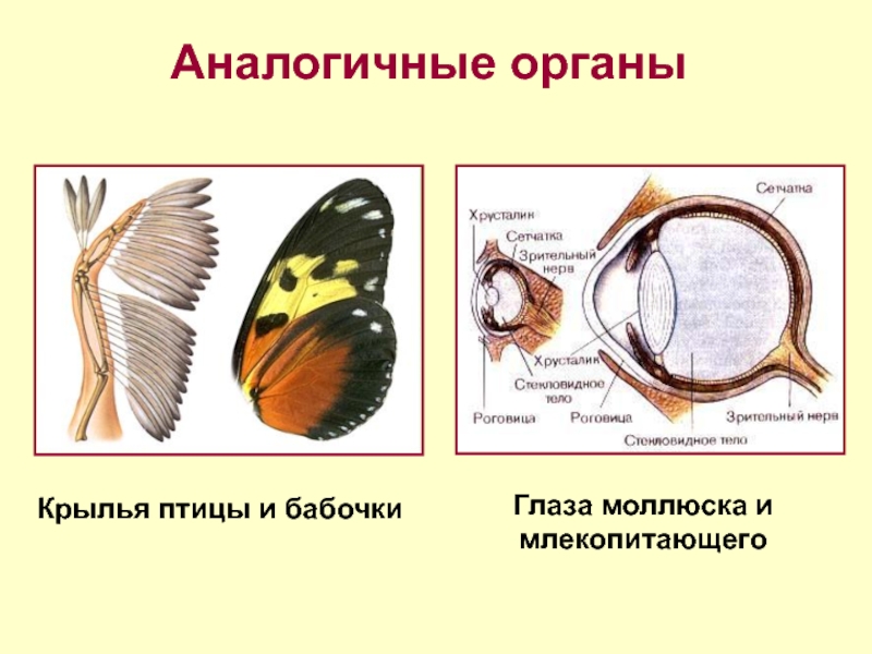 Расположите картинки по сходству гомологичные органы аналогичные органы