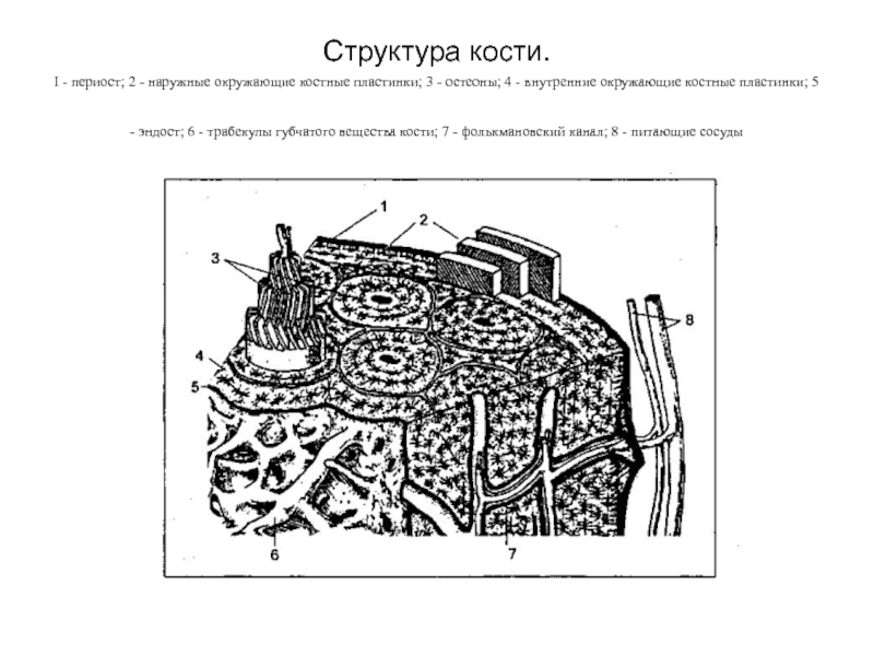 Костные пластинки. Окружающие костные пластинки. Внутренние окружающие пластинки кости. Наружные окружающие пластинки. Наружная окружающая пластинка.