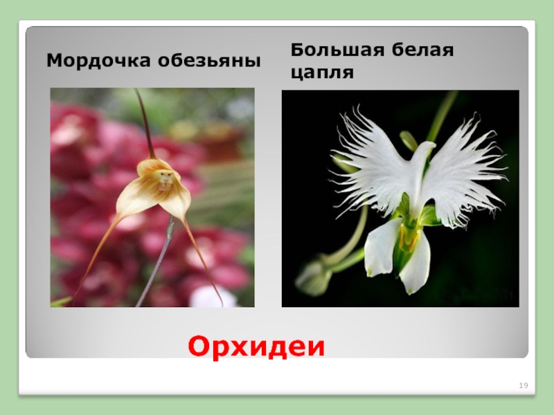 Орхидеи Мордочка обезьяныБольшая белая цапля