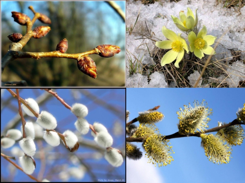 Какие происходят изменения в жизни растений весной