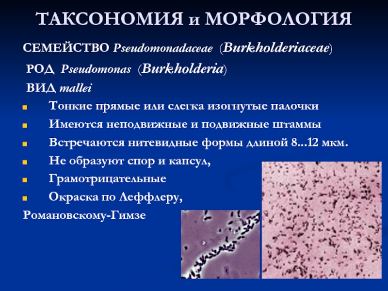 Синегнойная палочка презентация