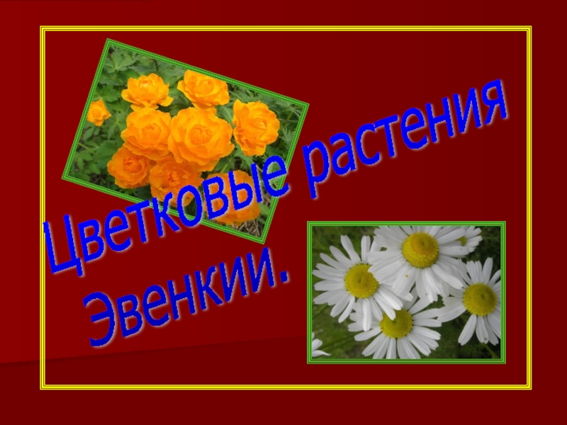 Цветковые растения эвенкии
