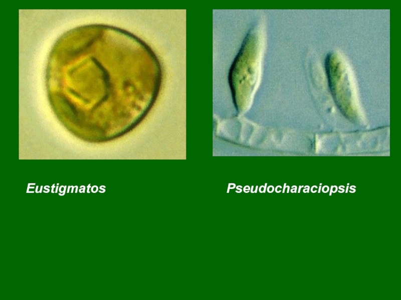 4 отдела водорослей. Класс Eustigmatophyceae. Водоросли Bracteacoccus. Heterokontophyta рисунок. Pleurochloris Magna.