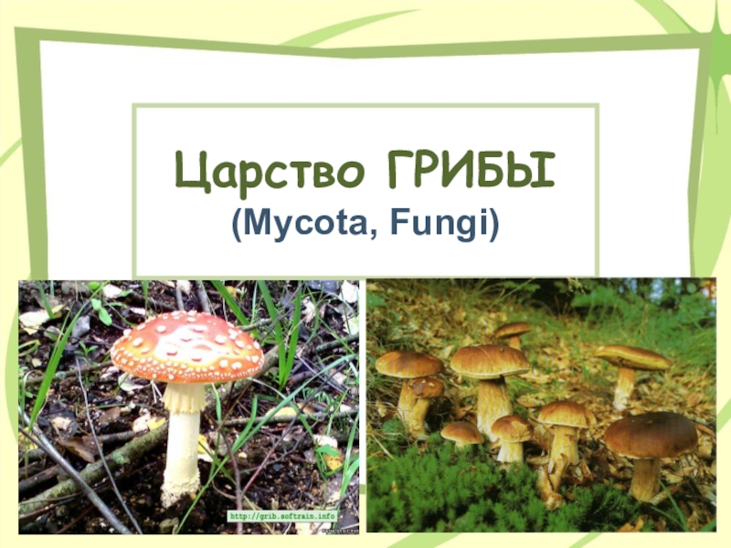 Царство ГРИБЫ
( Mycota, Fungi )