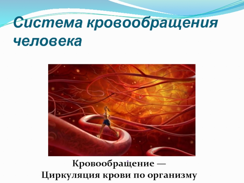 Система кровообращения человека.Кровообращение — Циркуляция крови по организму