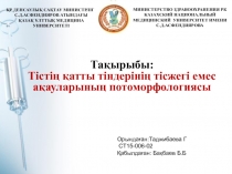 Тақырыбы: Тістің қатты тіндерінің тісжегі емес ақауларының потоморфологиясы