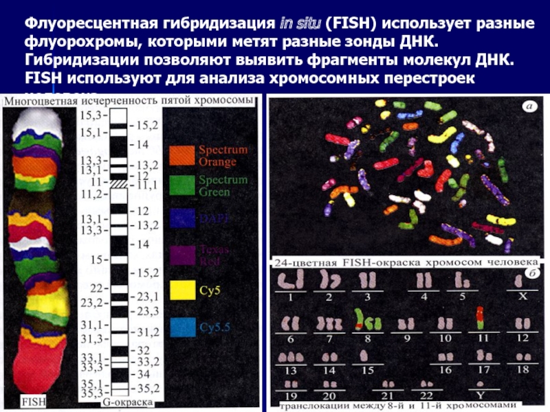 Изменение окраски хромосом. Fish-метод исследования хромосом. Метод флуоресцентной гибридизации (Fish). Метод Fish окрашивания хромосом. Флуоресцентная гибридизация in situ.