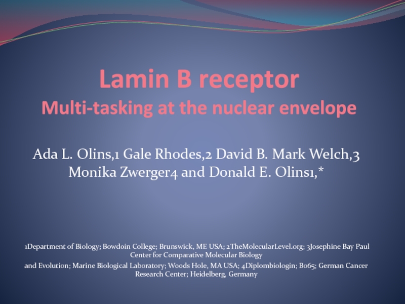 Lamin B receptor Multi-tasking at the nuclear envelope