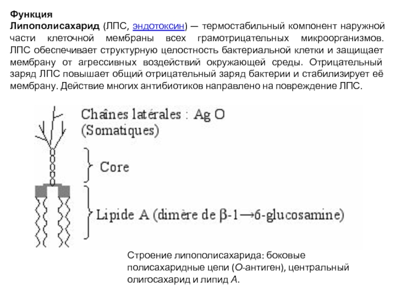 Липополисахарид. Функции липополисахарида грамотрицательных бактерий. Липополисахарид клеточной стенки. Строение липополисахарида грамотрицательных бактерий. Липополисахарид строение.