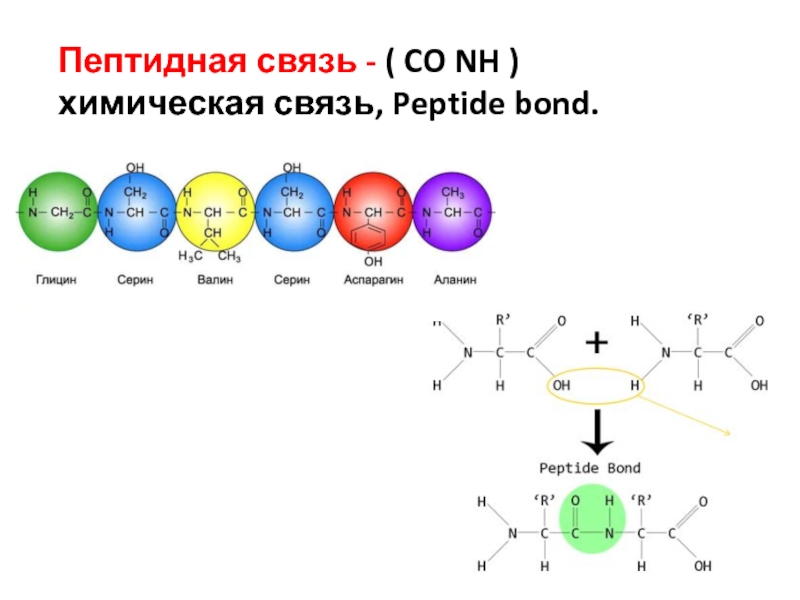 Связь c o. Пептидная связь это в химии. Связи в пептидах. Co связь. Пептидная связь - это вид химической связи.