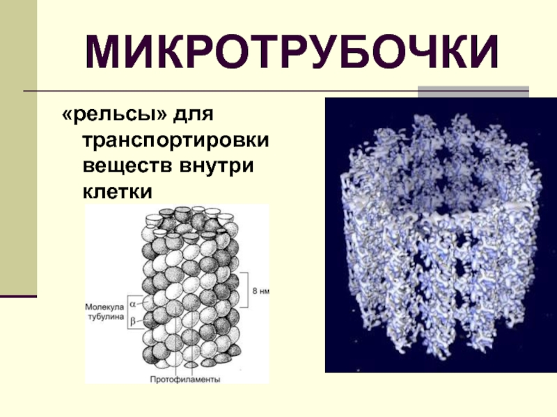 Микротрубочки в какой клетке