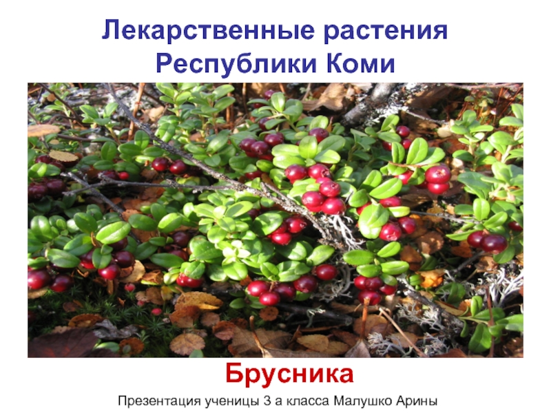Лекарственные растения Республики Коми