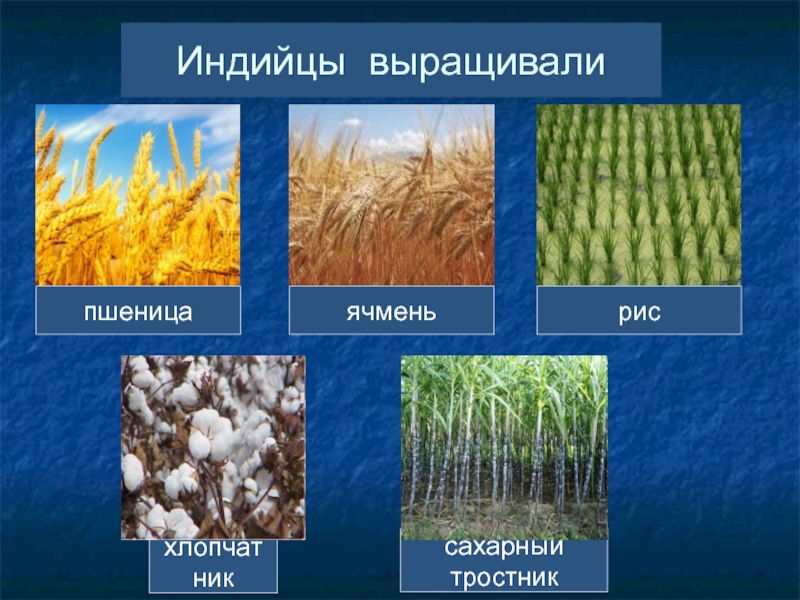 Сахарный хлопок. Рис и сахарный тростник. Сахарный тростник. Хлопчатник и сахарный тростник. Рис пшеница.