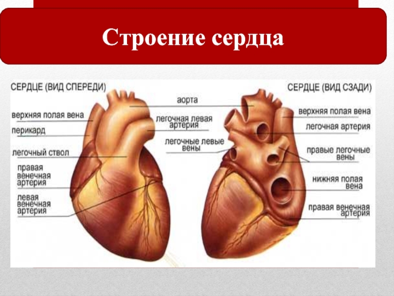 Анатомическое строение сердца презентация