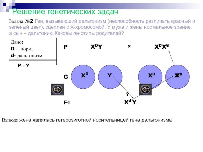 Презентация решение задач на сцепленное с полом наследование 10 класс