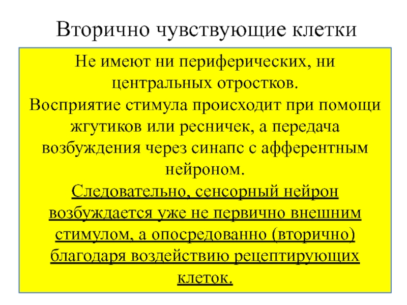 Клетки чувства. Вторично чувствующие клетки. Первично и вторично чувствующие сенсорные системы. Первично и вторично чувствующие клетки. Первично-чувствующие вторично-чувствующие.