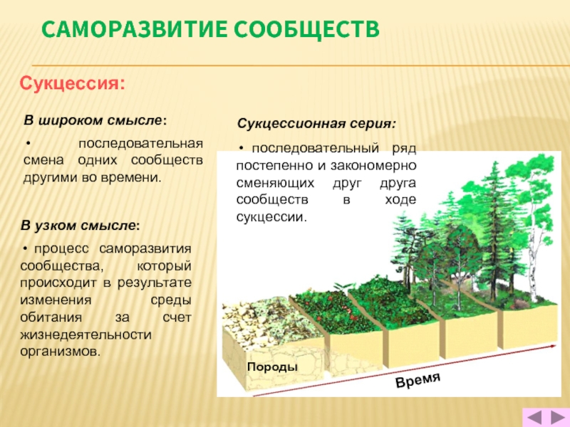 Процесс развития сообщества