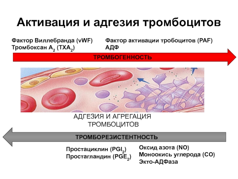 Тромбоциты при кровотечении. VWF фактор Виллебранда. Активация фактора Виллебранда. Адгезия и активация тромбоцитов. Фактор активации тромбоцитов.